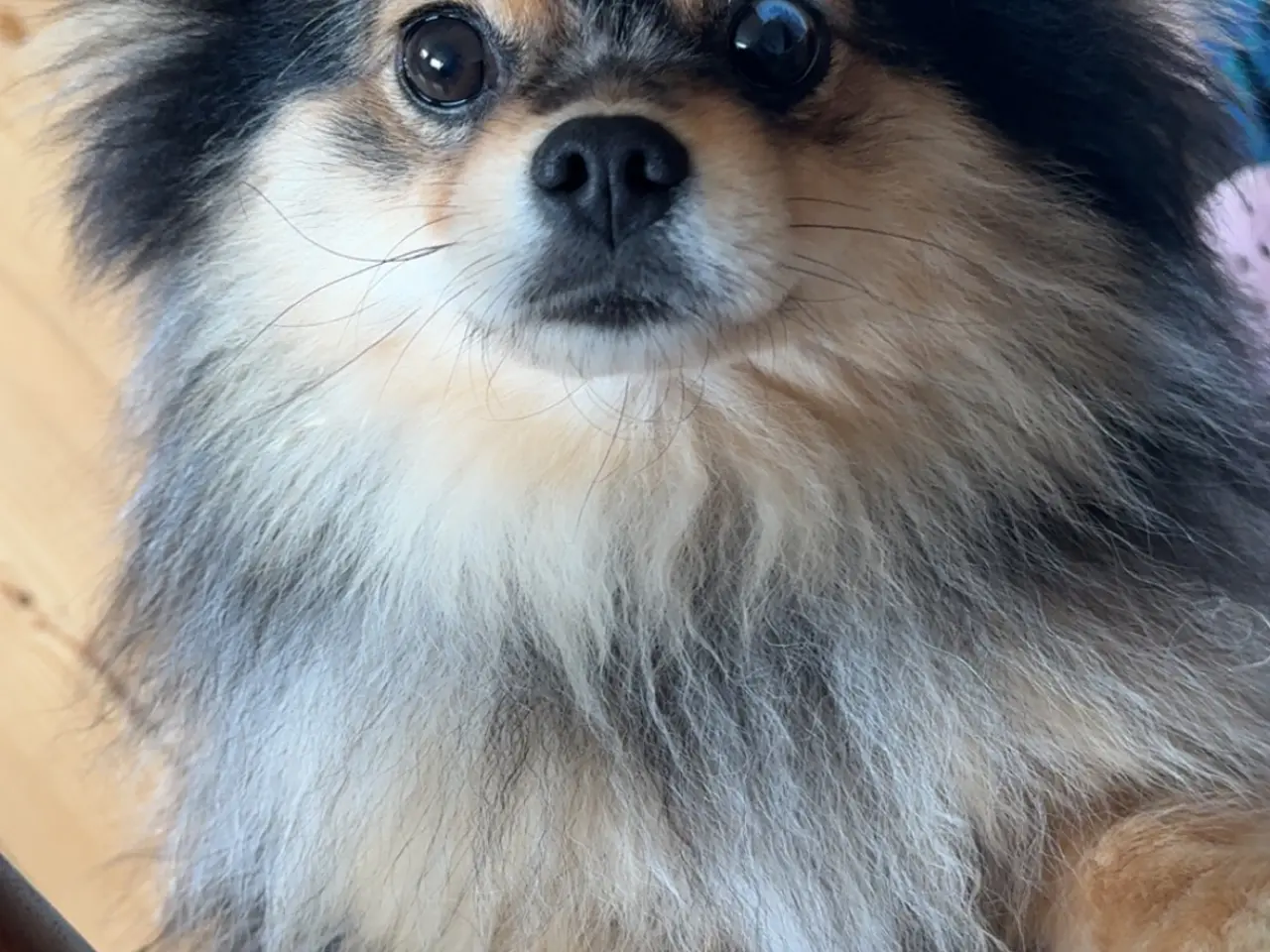 Billede 2 - Pomeranian Merle