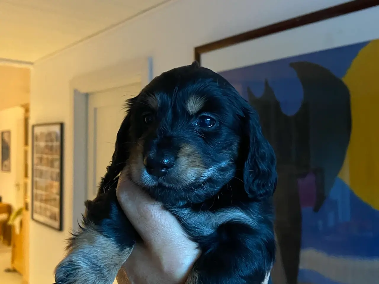 Billede 6 - Langhåret dværggravhund hvalp 7 uger