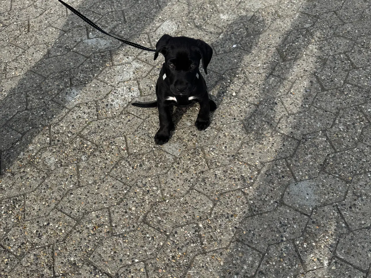 Billede 7 - Labrador blanding 