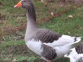 Pommerske Gåse bortgives