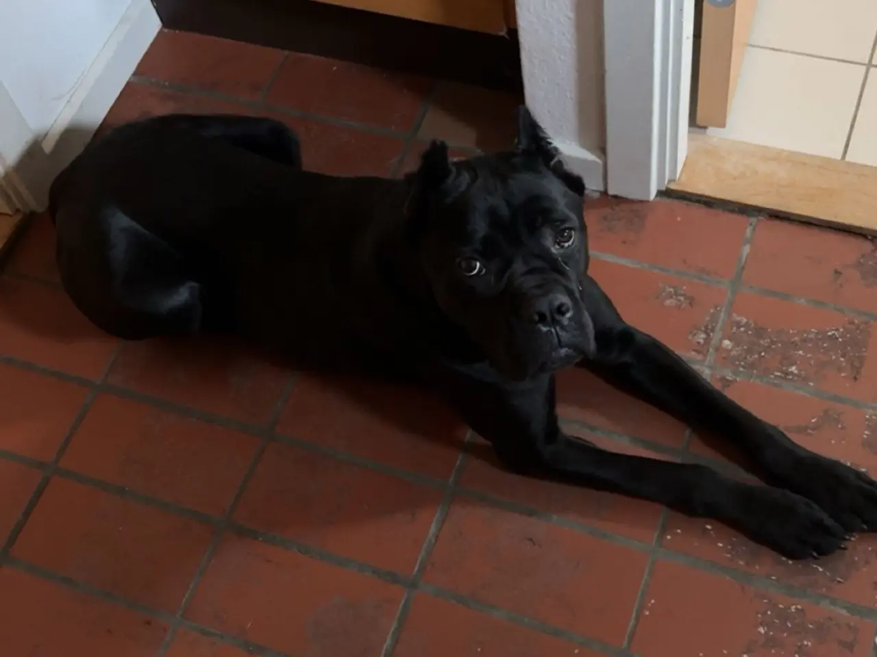 Billede 2 - Cane Corso 