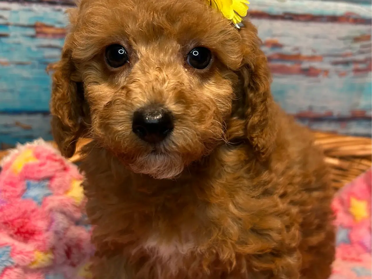 Billede 17 - 🐾✨ Skønne Mini Maltipoo hvalpe klar juli/August