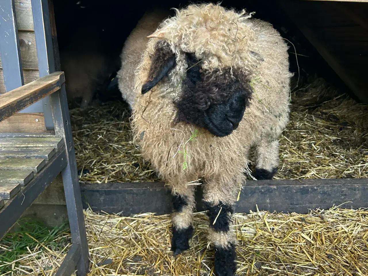 Billede 3 - Smukt Valais Blacknose gimmer lam sæl