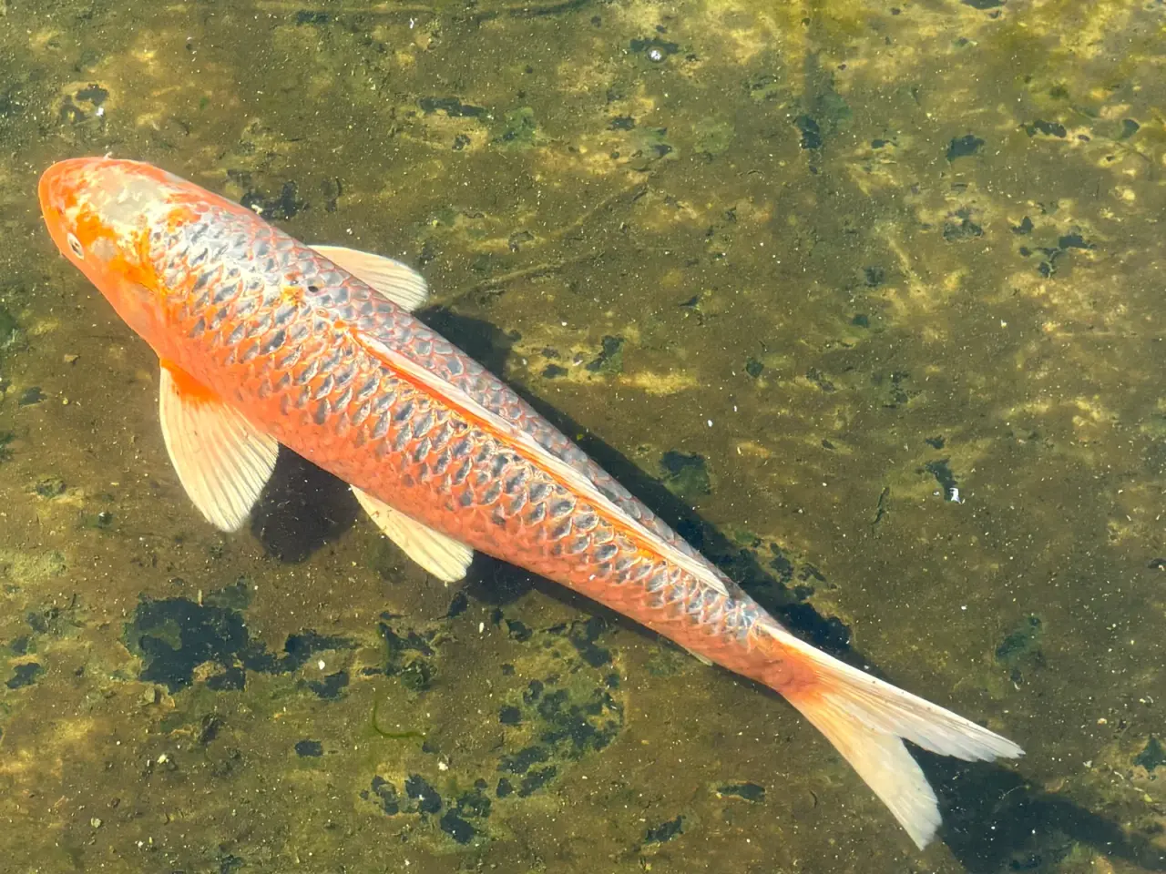 Billede 3 - 5 STORE KOI SAMLET