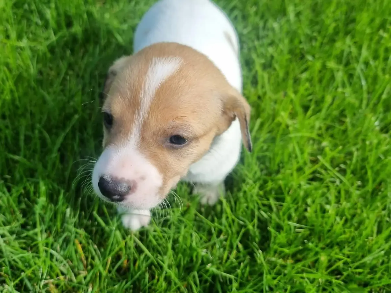 Billede 8 - Dansk svensk gårdhund hvalp