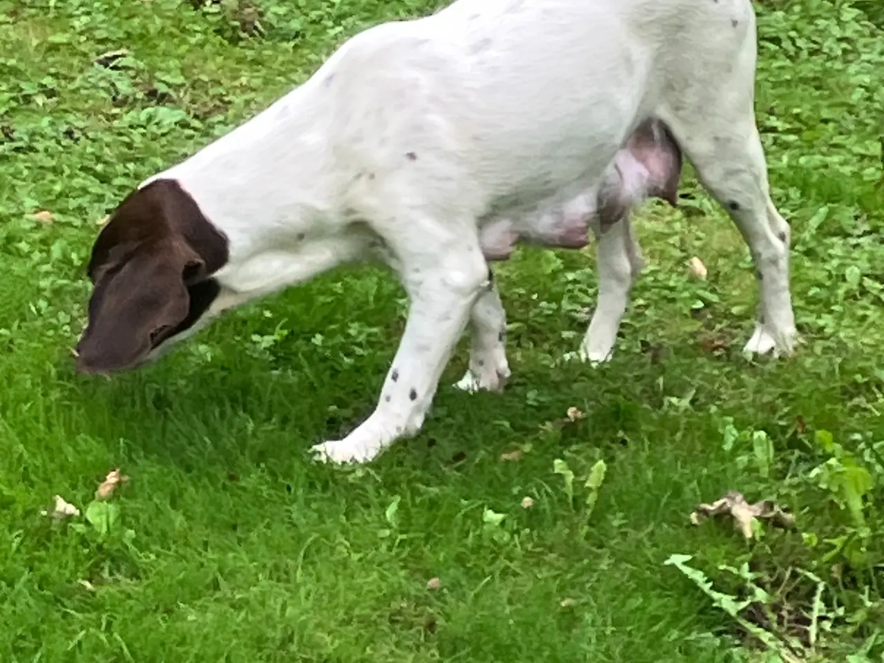 Billede 11 - Schæfer/springerspaniel blanding 3 uger nu 