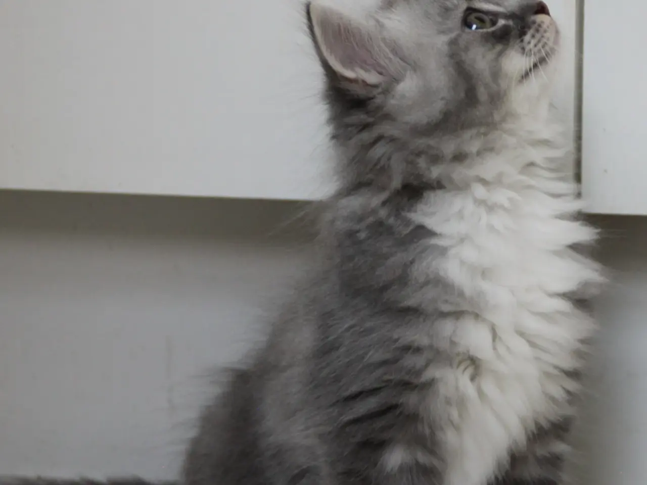 Billede 7 - Lækre 3/4 Ragdoll +1/4 perser killinger, katte