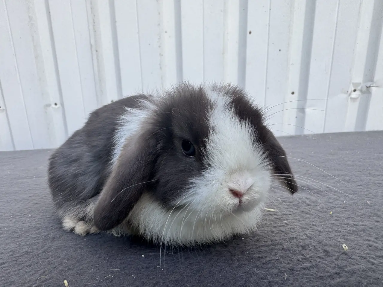 Billede 4 - Mini lop hankanin