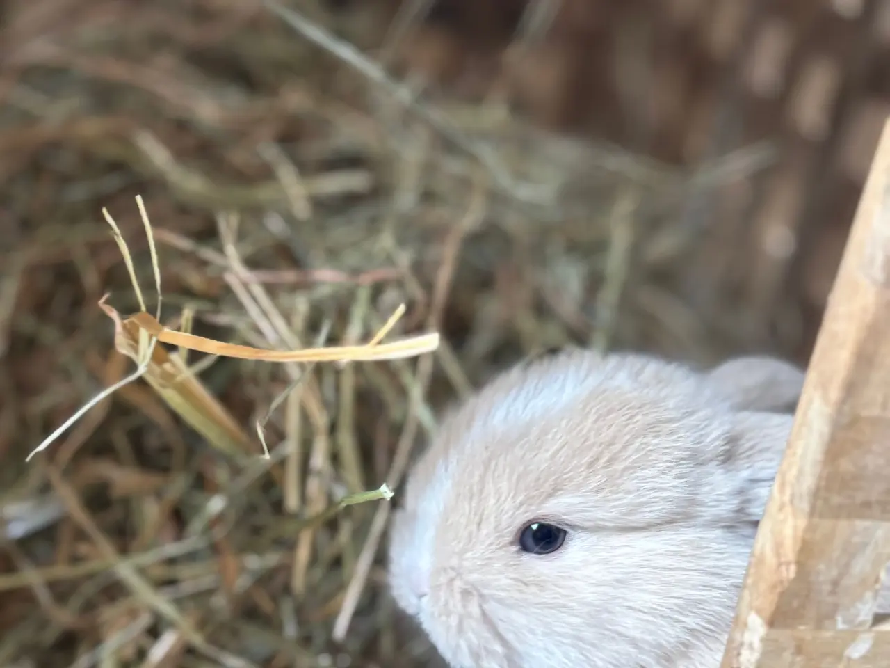 Billede 6 - Små minilop kaninunger🐰🐰