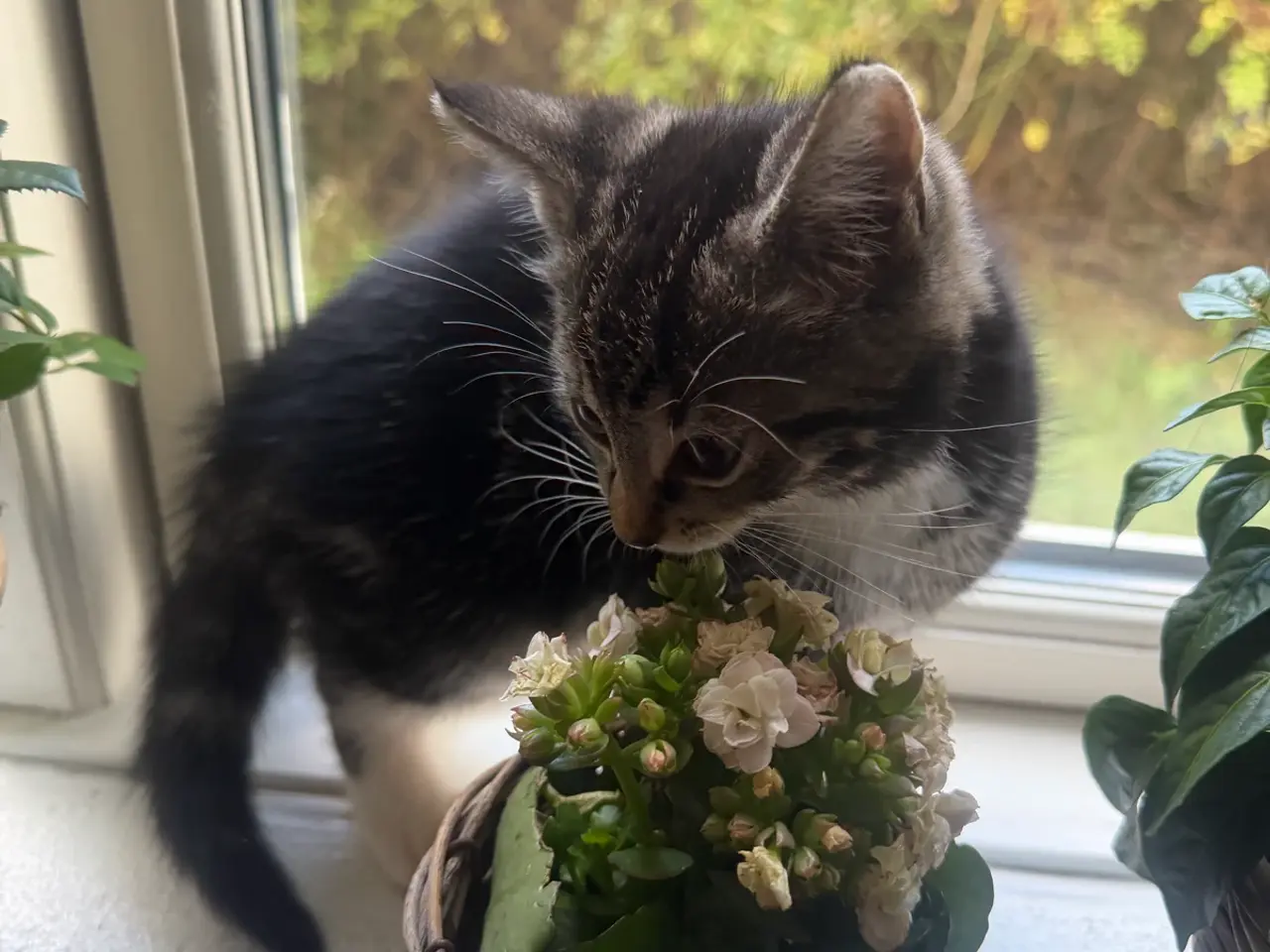 Billede 4 - 🐱 Sød hunkilling søger nyt hjem 🏡❤️