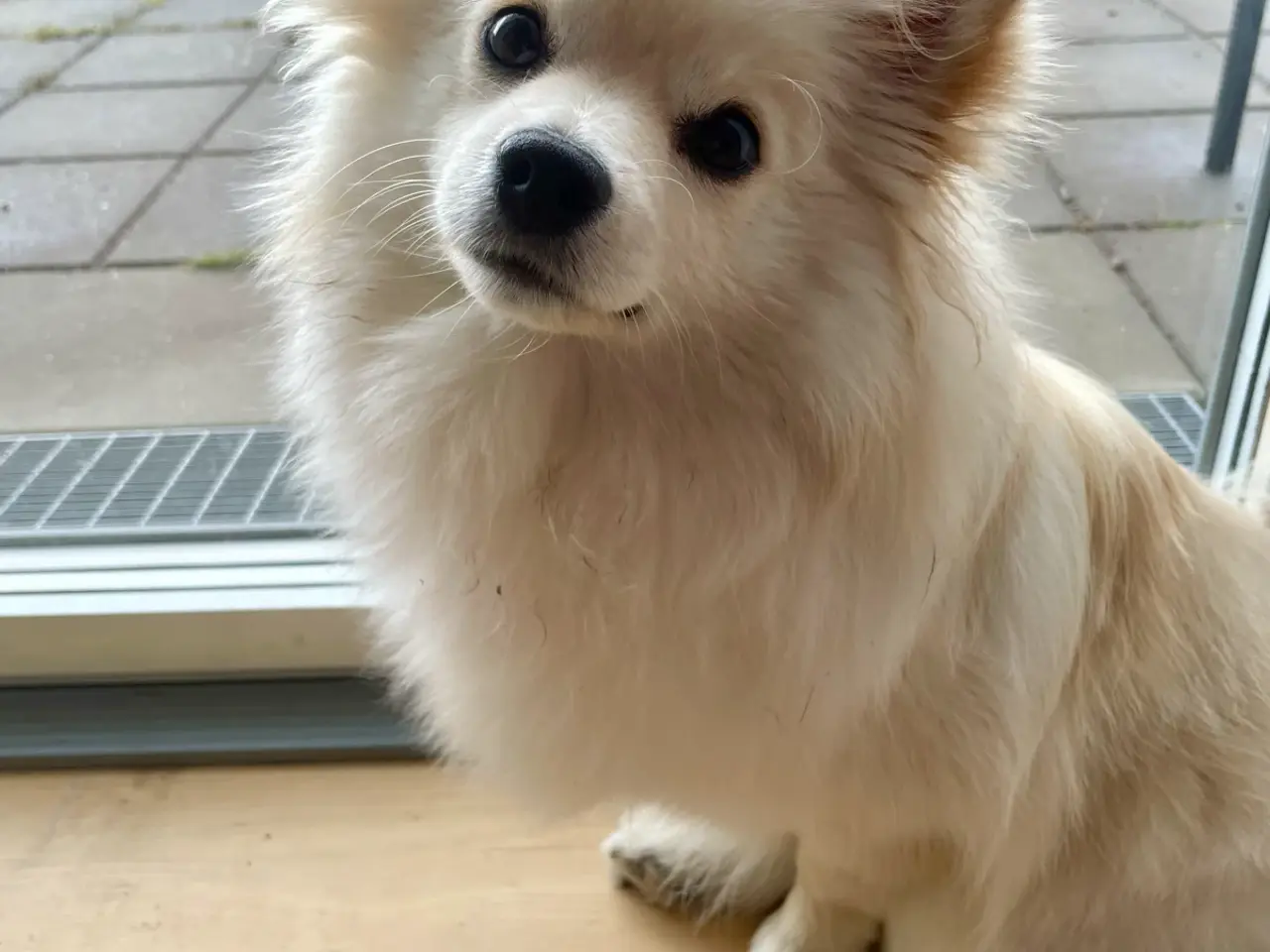 Billede 6 - Flot Pomchi pige