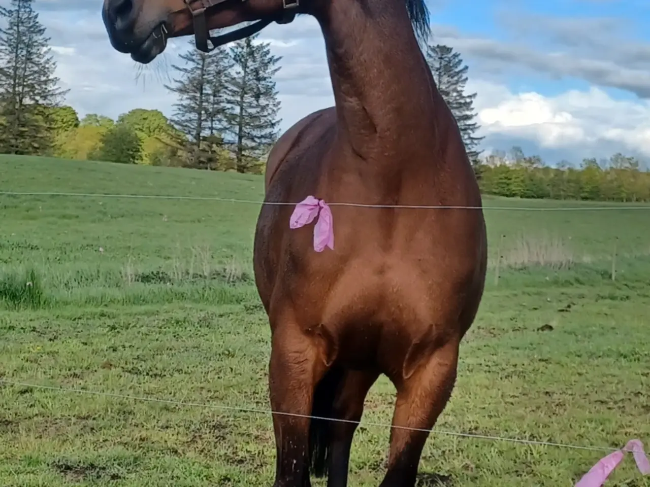 Billede 3 - Smuk trakehner hoppe
