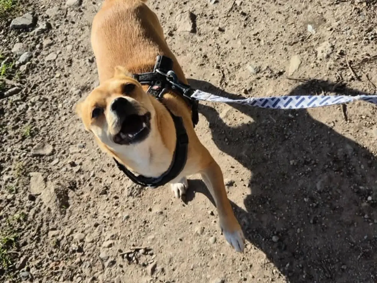 Billede 5 - Skønne Hulk søger ny familie 🐶