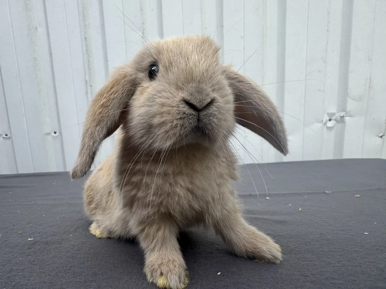 Billede 7 - Dværgvædder hankanin