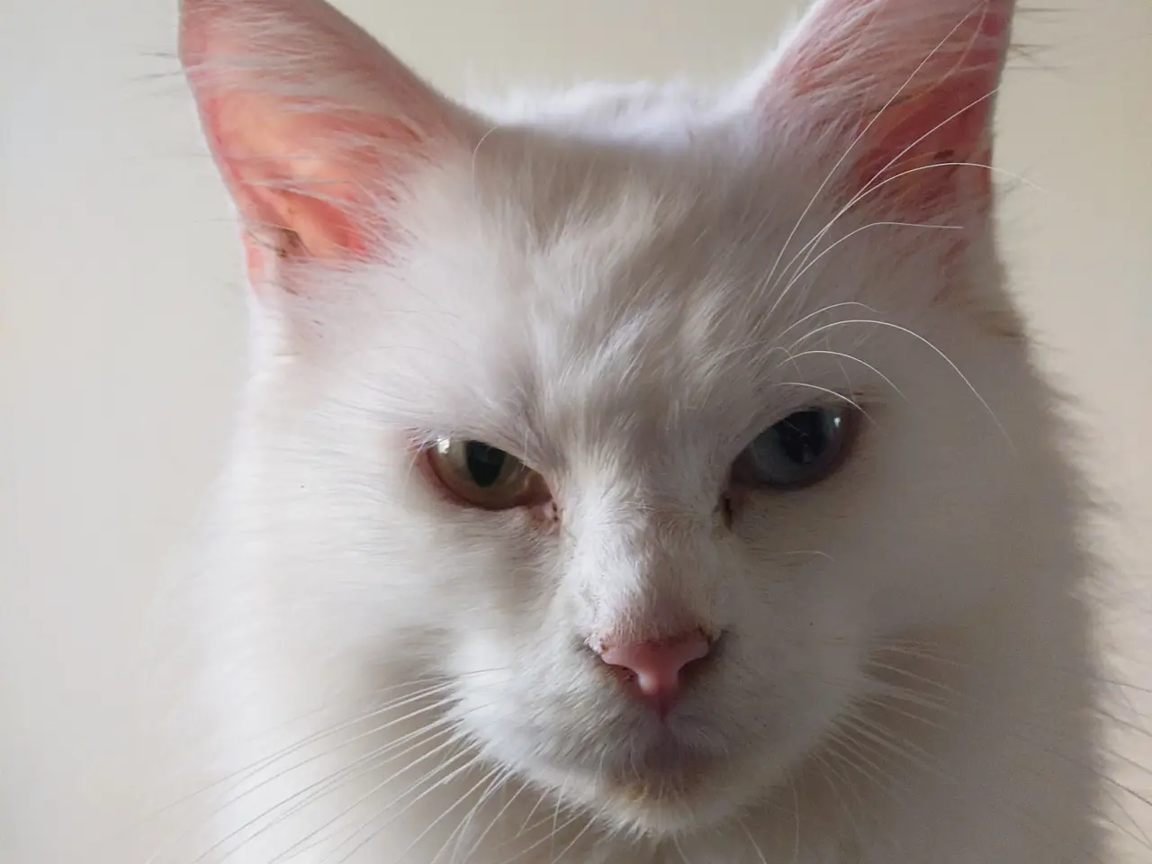 Billede 12 - Smukke Maine coon far med tavle