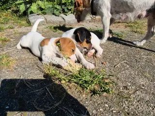 Fine Jack Russell Terrier hvalpe - 3