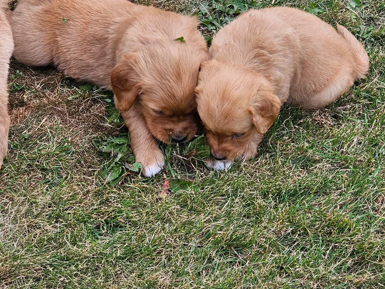 Billede 13 - Mørke Golden Retriever hvalpe