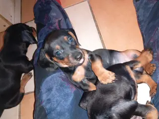 Standard korthåret gravhunde