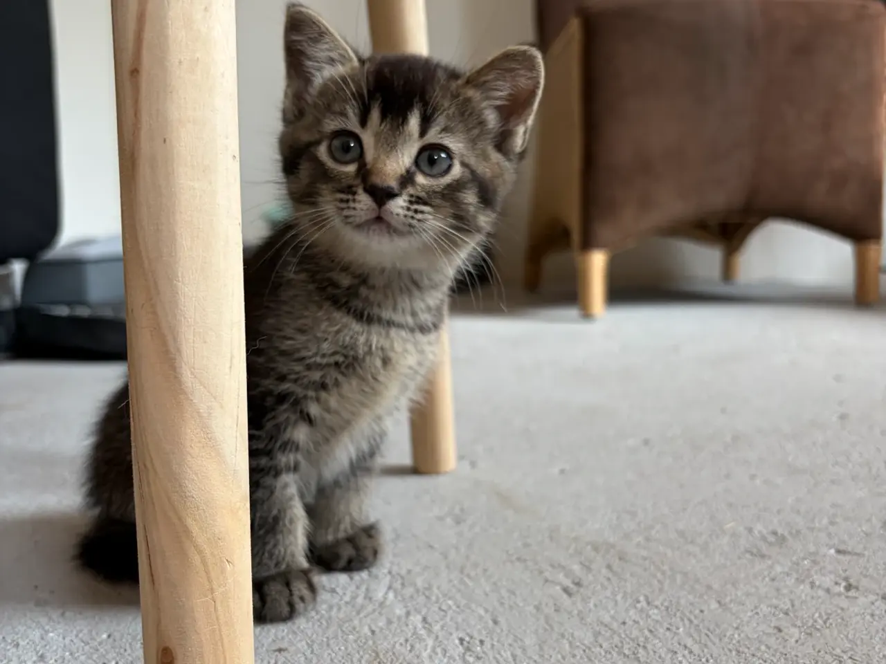 Billede 10 - Halv British Shorthair