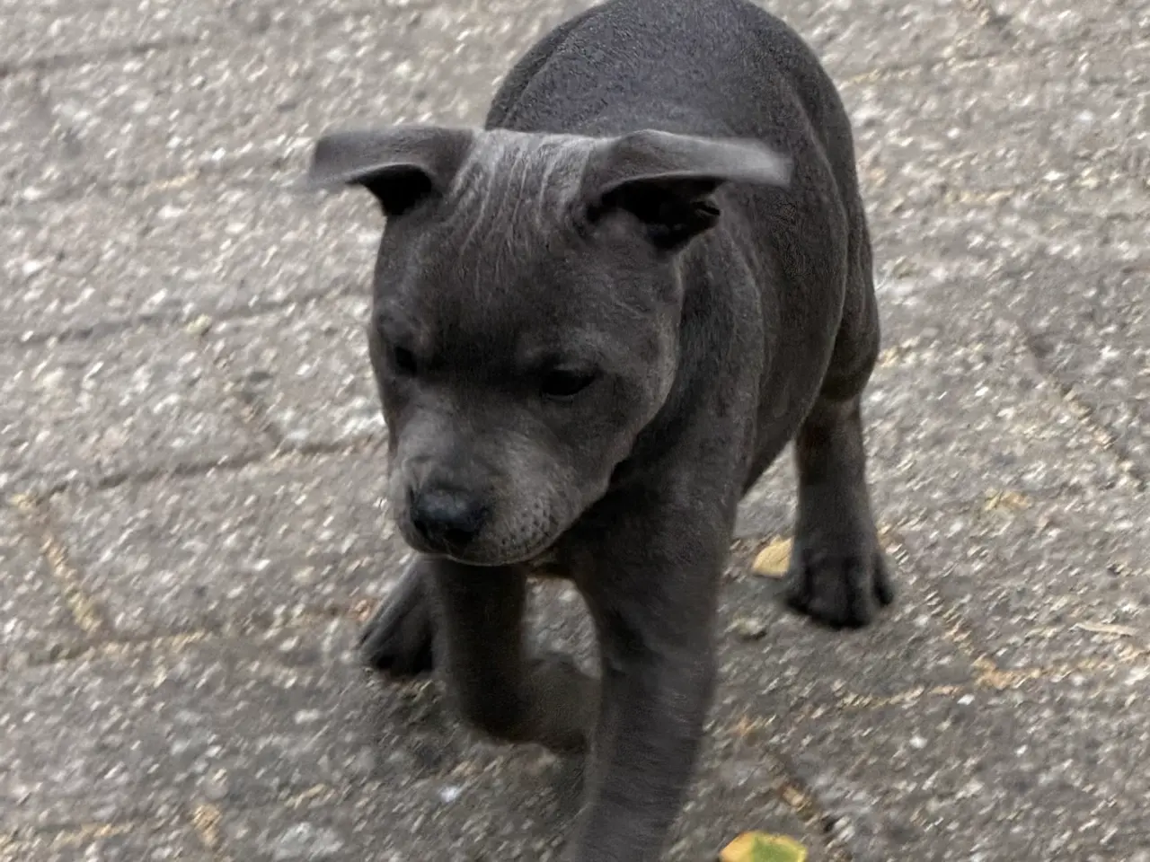 Billede 5 - Staffordshire Bull Terrier