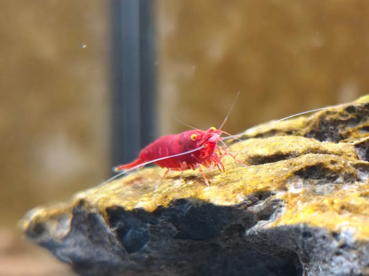Billede 2 - Red Demon – Bloody Mary Orange Eye (OE) ❤️🧡 🦐