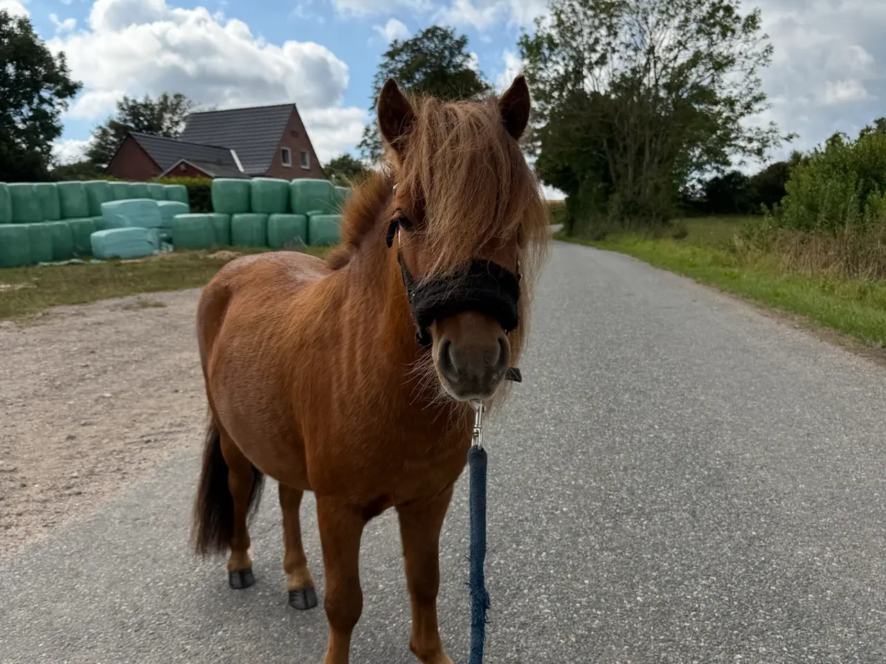 Billede 1 - Shetlænder søger nyt hjem