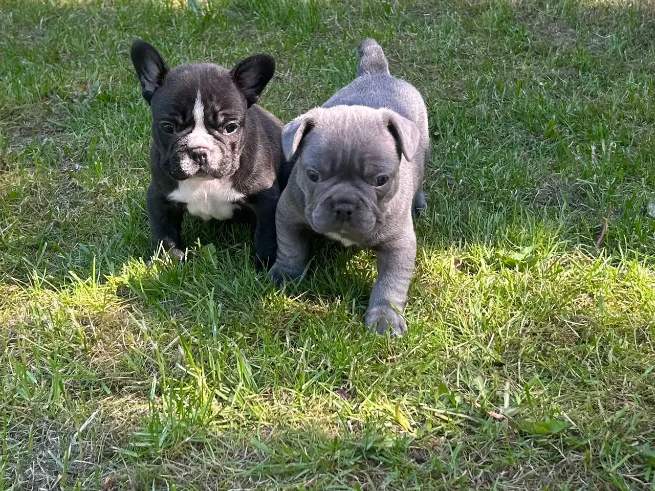 Billede 10 - Fransk bulldog blanding