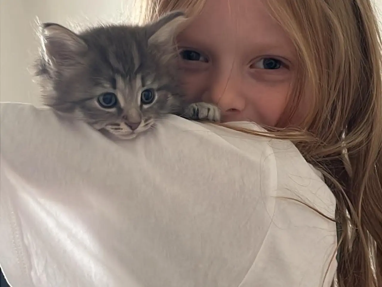 Billede 3 - 🐾 Lille langhåret puttekilling søger familie