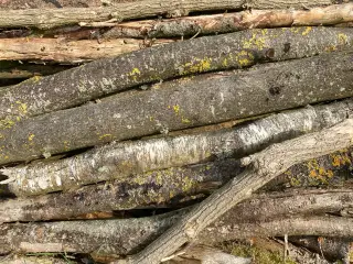 Brænde