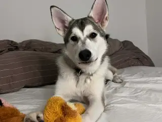 Nova (Schæfer/Husky)