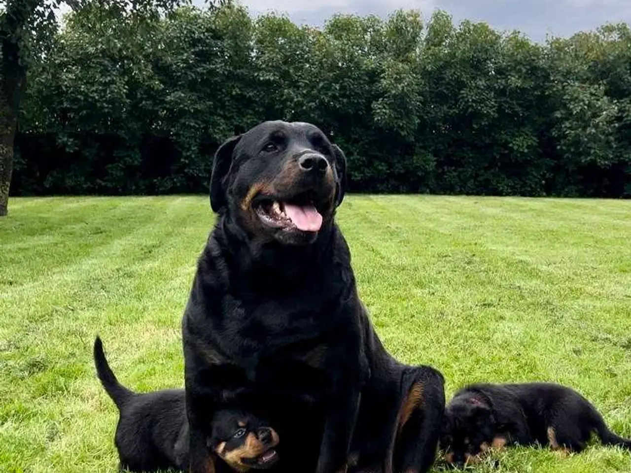 Billede 15 - Rottweiler han til avl