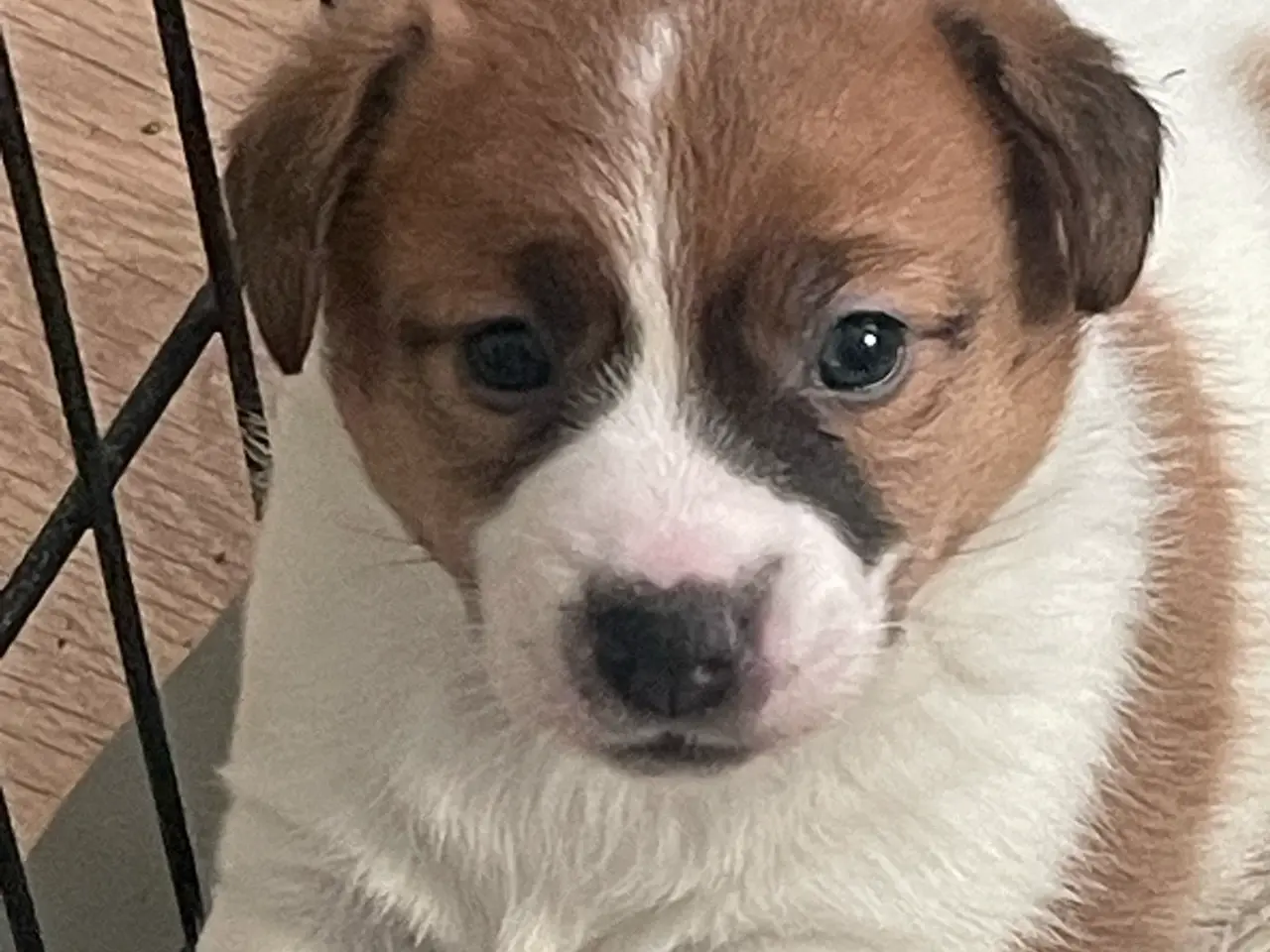 Billede 12 - Jack Russell Hvalp - Glathåret - DKK stamtavle 