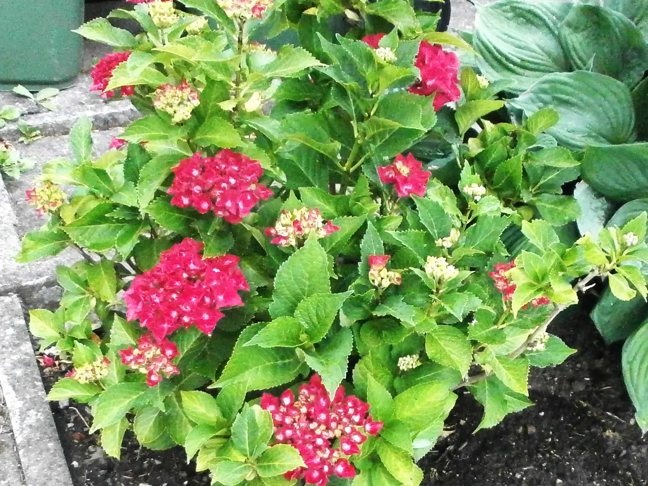 Billede 2 - Fin Havehortensia med Bordeaux blomster