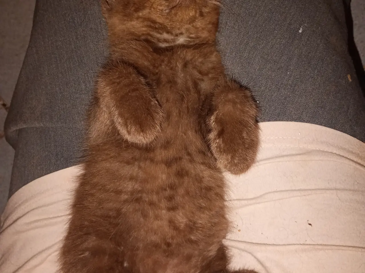 Billede 2 - Selkirk rex dreng søger nyt hjem