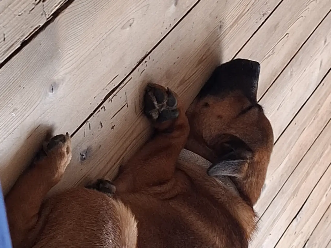 Billede 1 - Staff blanding søger nyt hjem🐶❤️