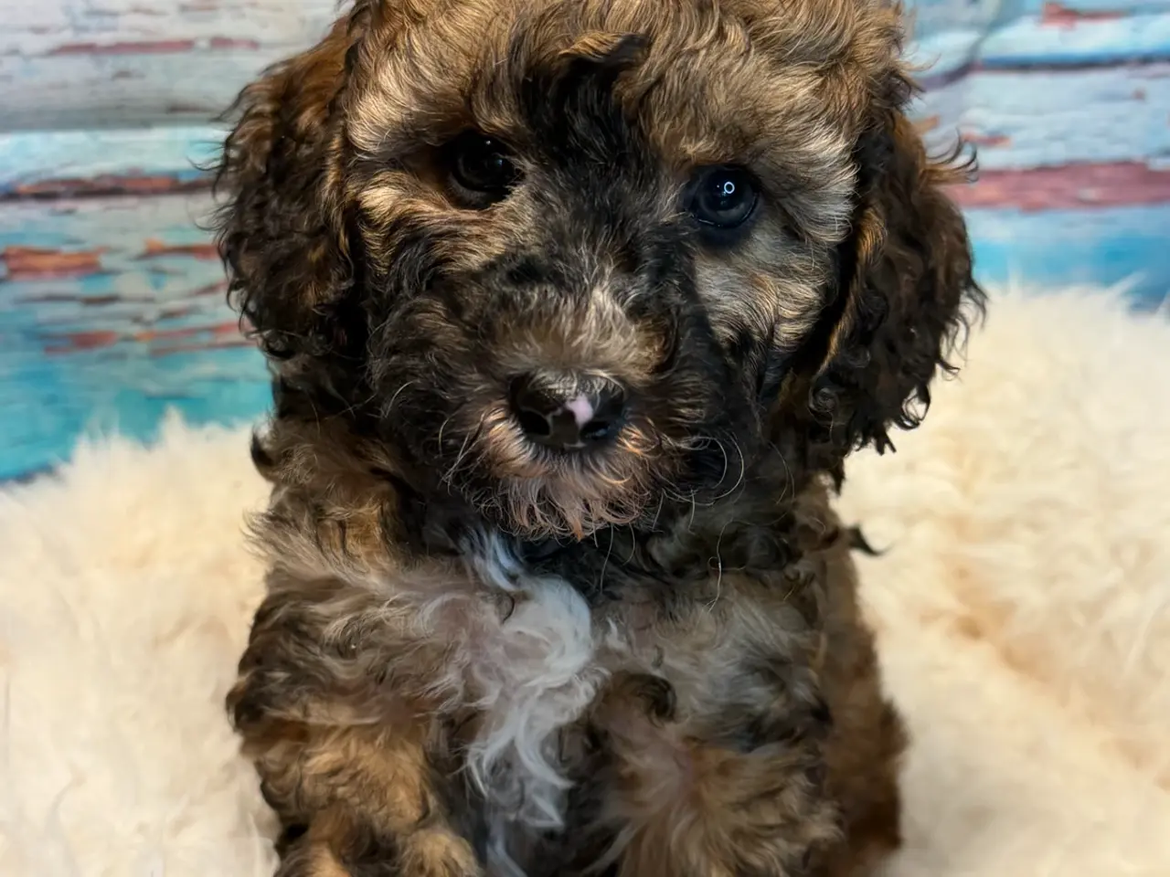Billede 8 - 2skønne Zobel Cavapoo 