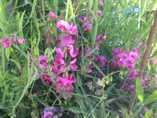 Lathyrus