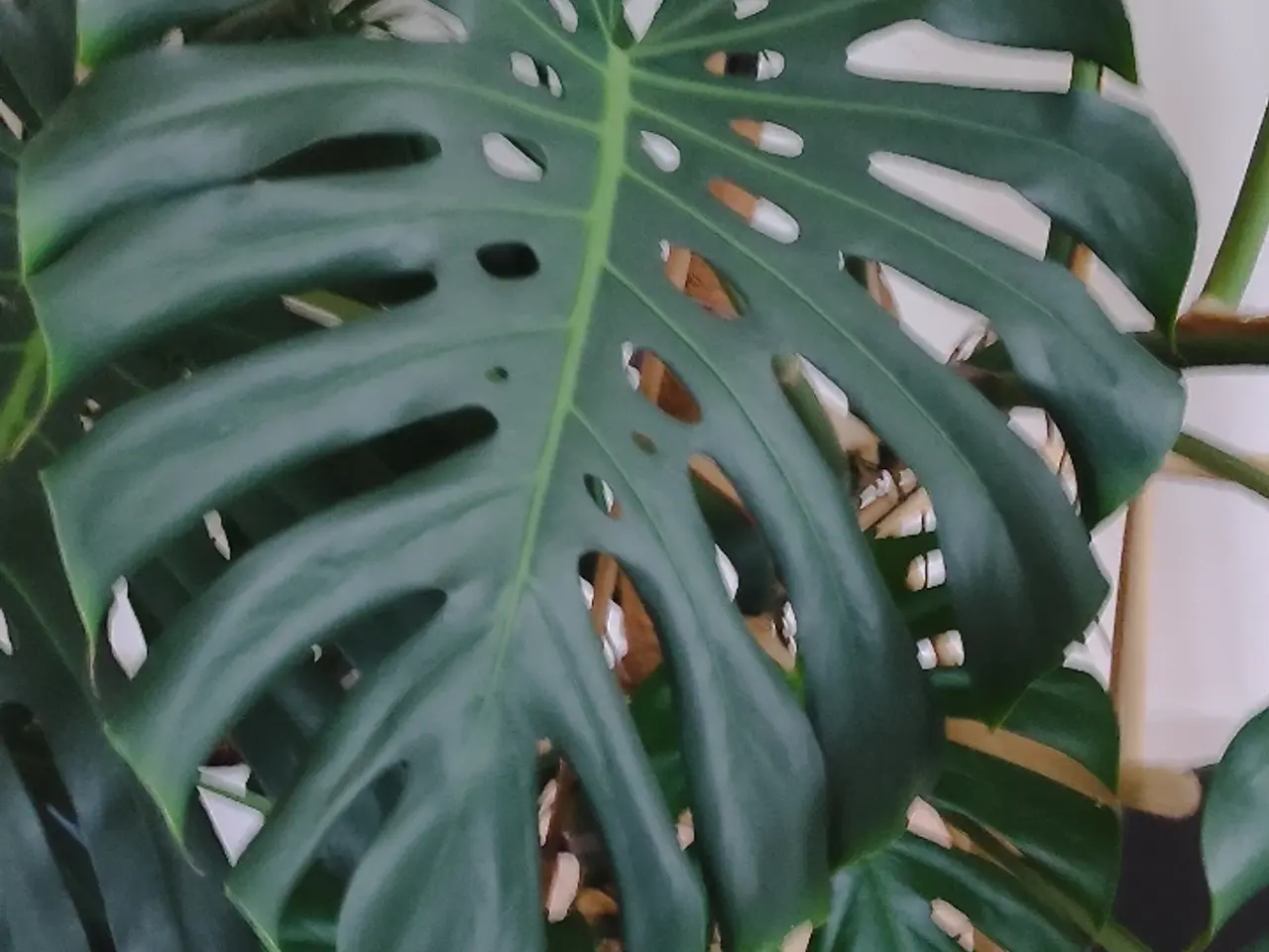 Billede 1 - Monstera deliciosa / fingerphilodendron
