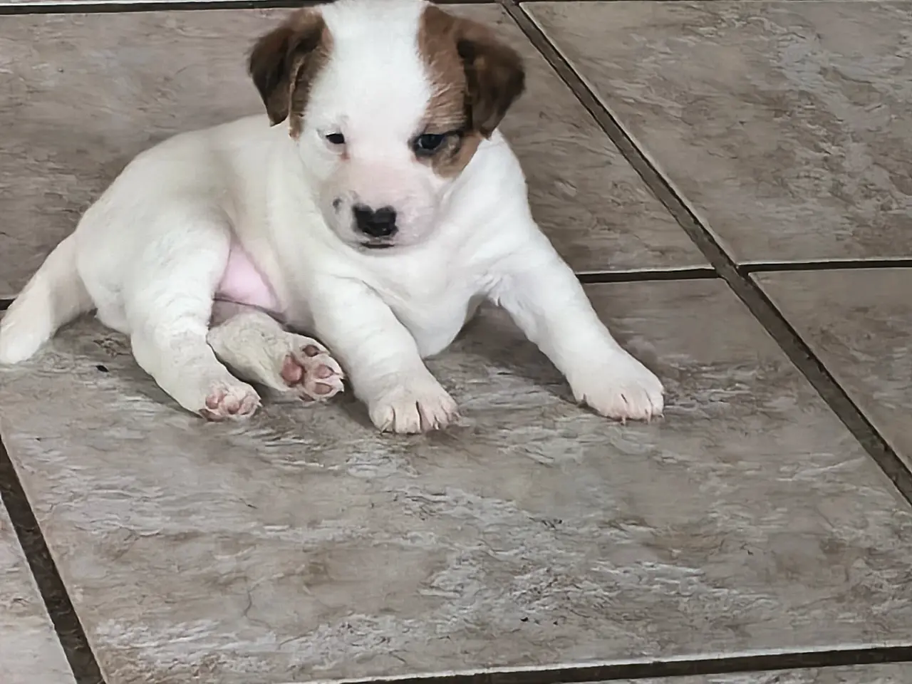 Billede 5 - Jack Russell Terrier hvalpe
