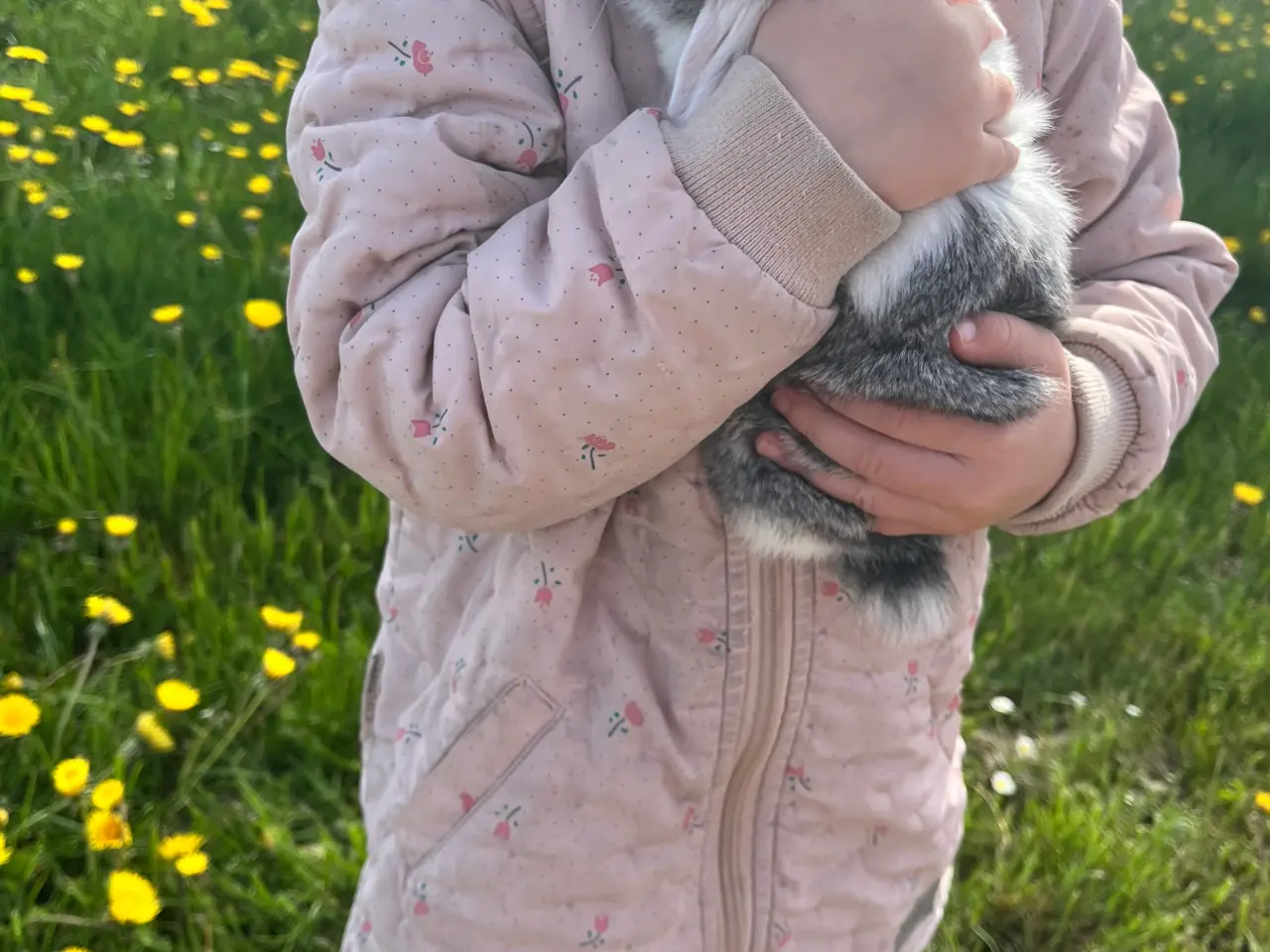 Billede 17 - Minilop salgsklar på fredag 