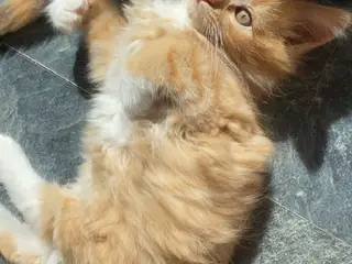 Main coon blendinger - 3