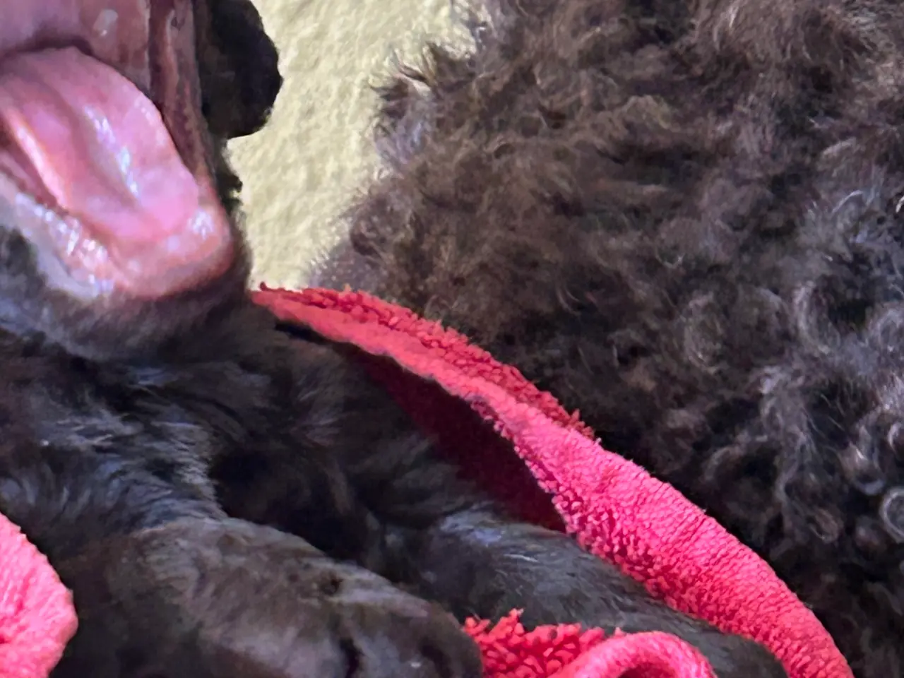 Billede 10 - Hundehvalp Cockerpoo 5 uger 