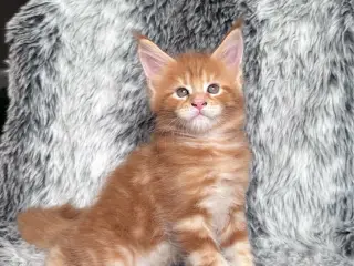 🧡 Elliot – smuk Maine Coon-dreng søger sit nye hj