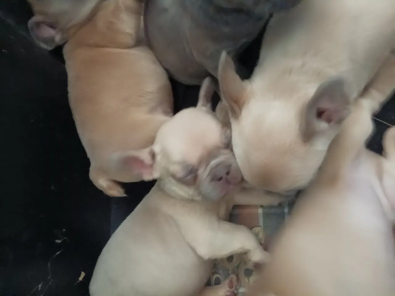 Billede 4 - Hundehvalpe søger nye hjem