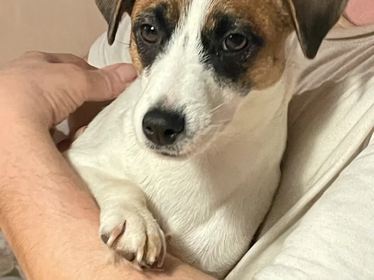 Billede 9 - Jack Russell Hvalpe - Glathåret - DKK stamtavle