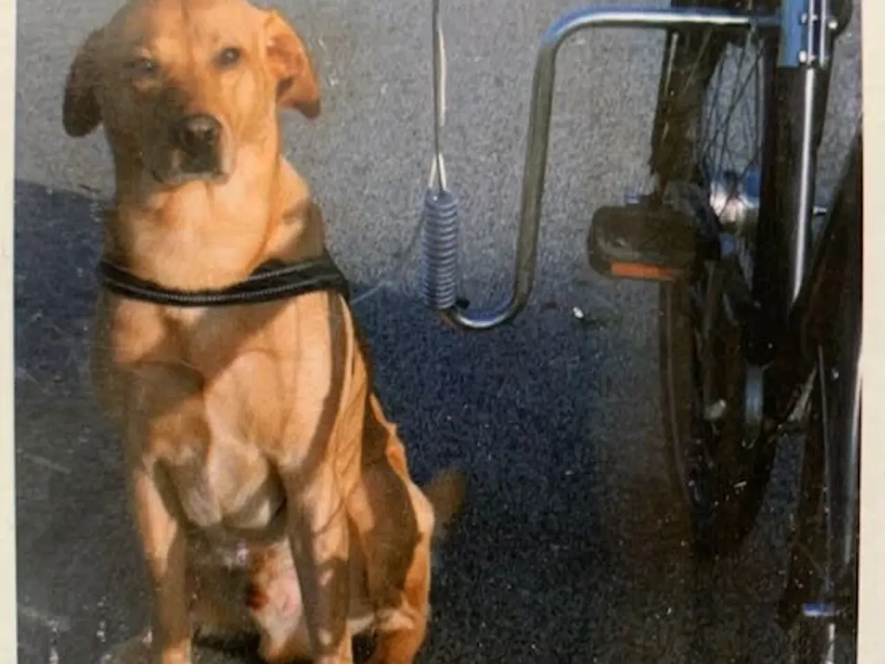 Billede 1 - Cykle sikkert med hunden