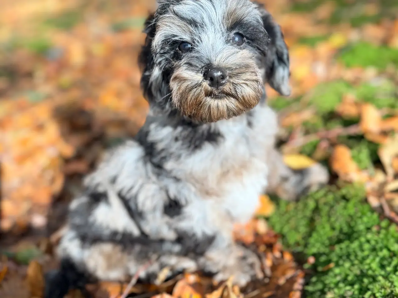 Billede 13 - Cockapoo F1B