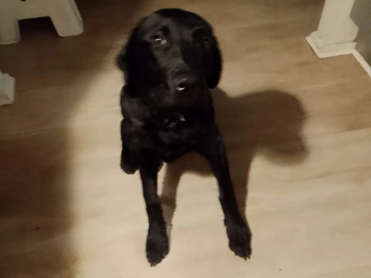 Billede 3 - Hund sælges