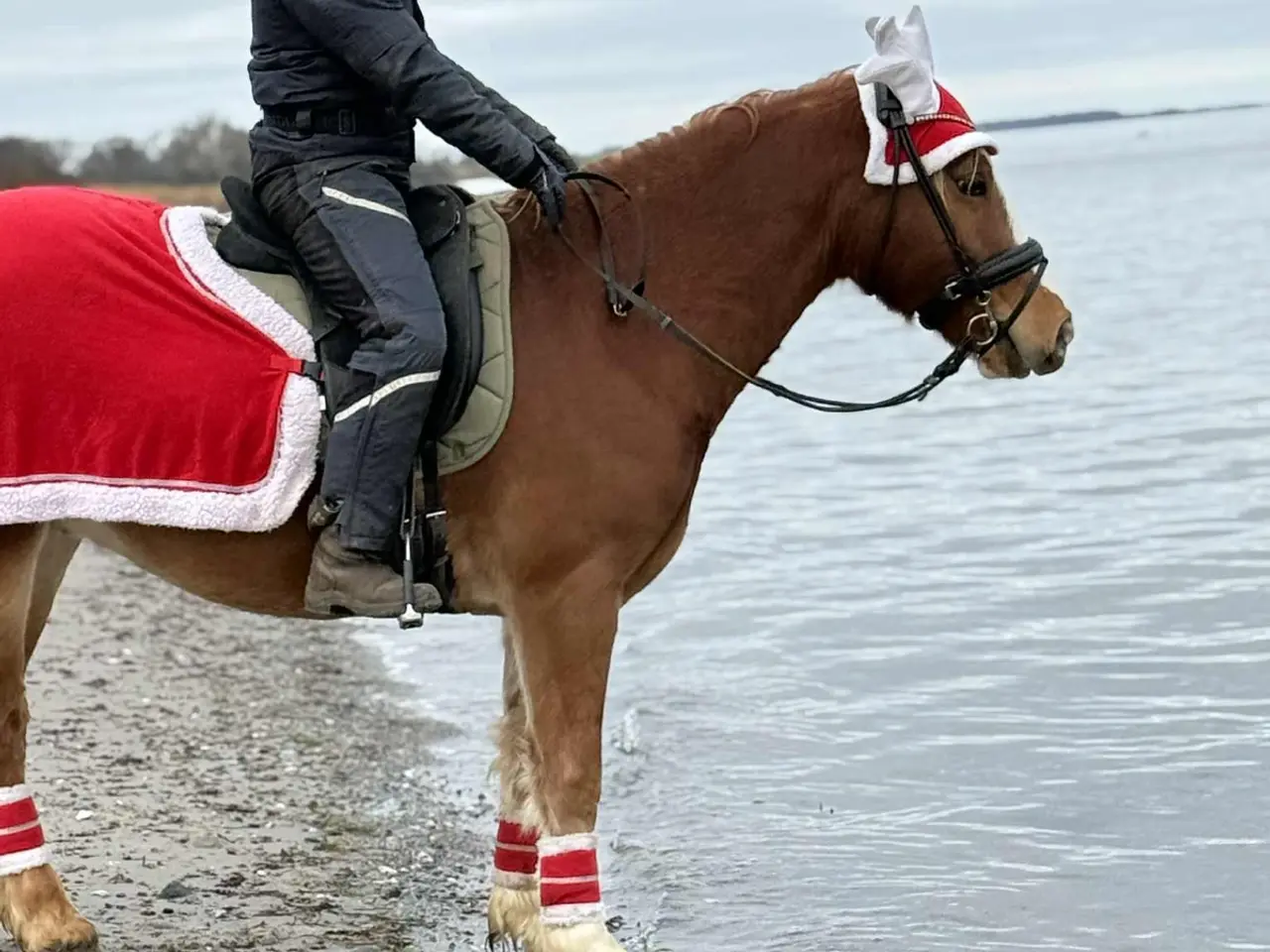 Billede 4 - Welsh cob vallak 