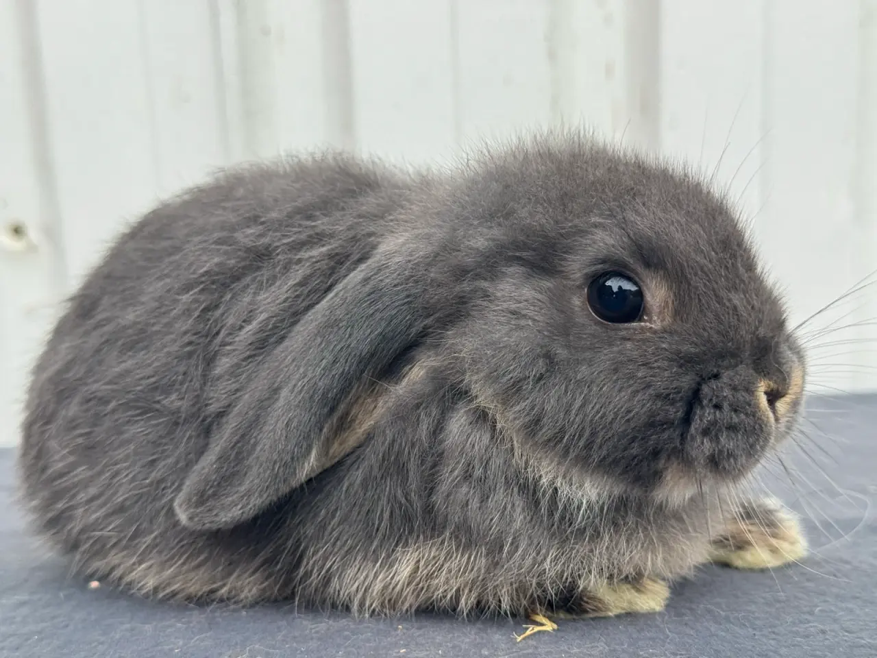 Billede 4 - Dværgvædder/Mini lop hunkanin